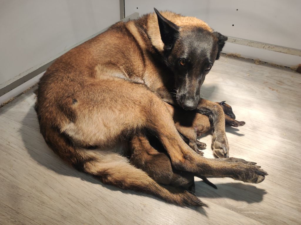 chiot Berger Belge Du domaine saint loup