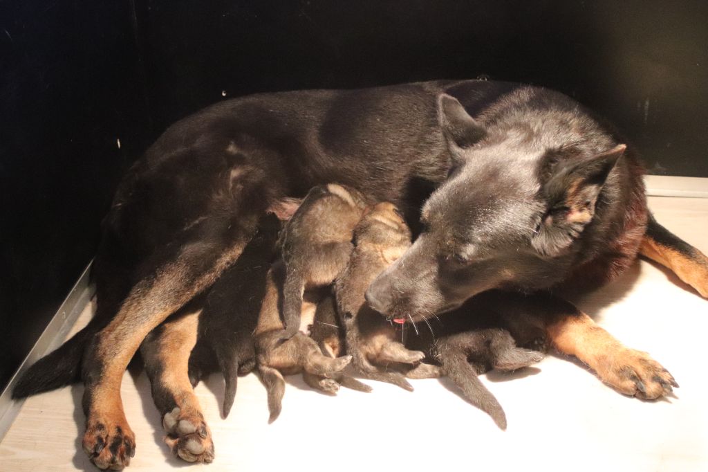 chiot Berger Allemand Du domaine saint loup