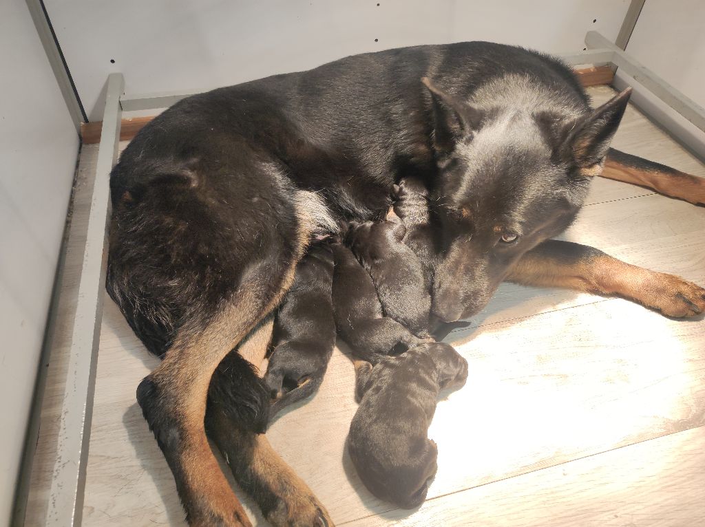 chiot Berger Allemand Du domaine saint loup