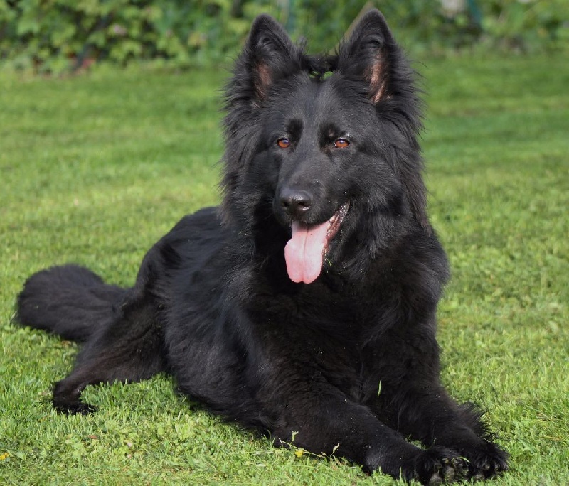 Indy loups de varnagile