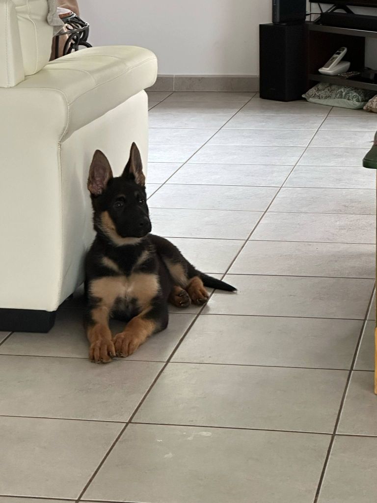 Du domaine saint loup - 3 mois le 1er mai pour les chiots de NIKITA / DUSTY !