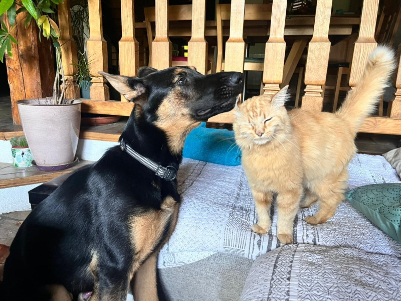 Du domaine saint loup - ARKOS, jeune chien de la portée NIKITA / DUSTY !