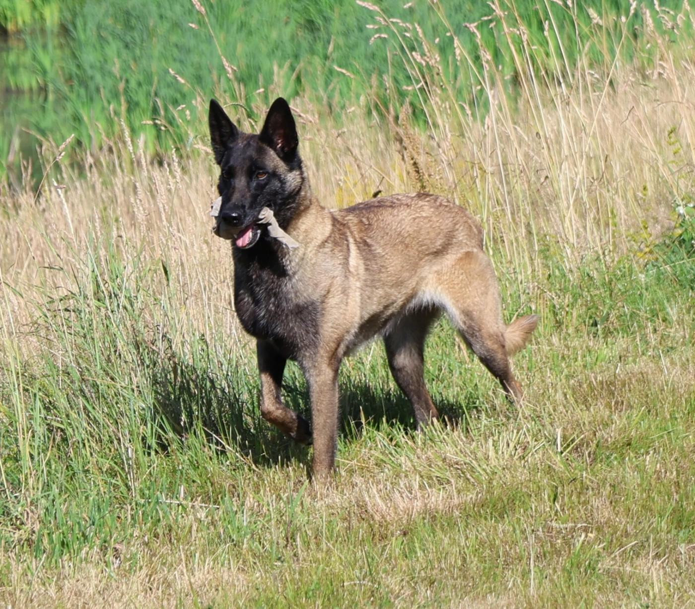 Du domaine saint loup - Projet d'accouplement avec notre chienne PUMA !