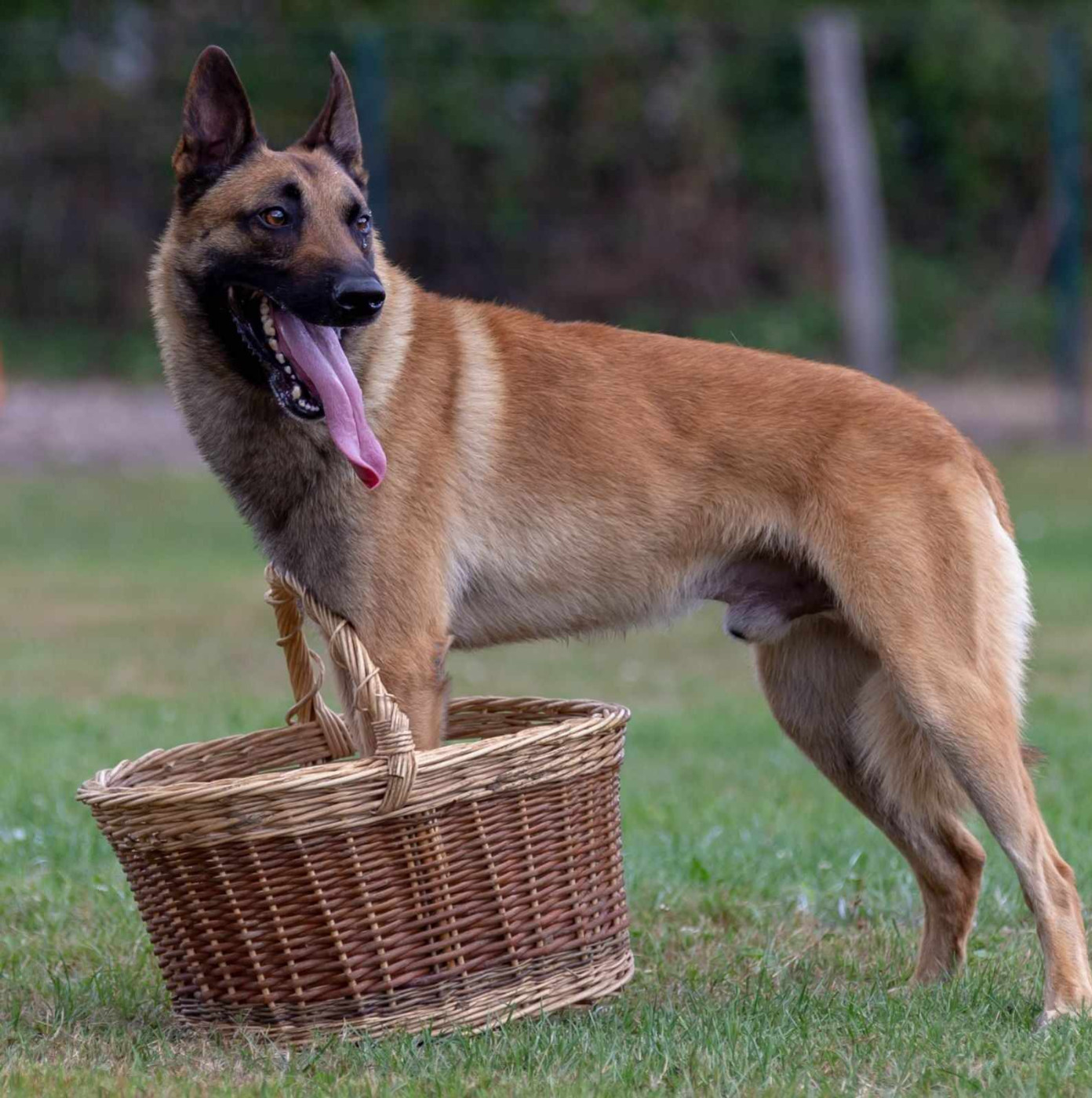 Du domaine saint loup - Prochainement, accouplement entre OGHANE et OBHAR !