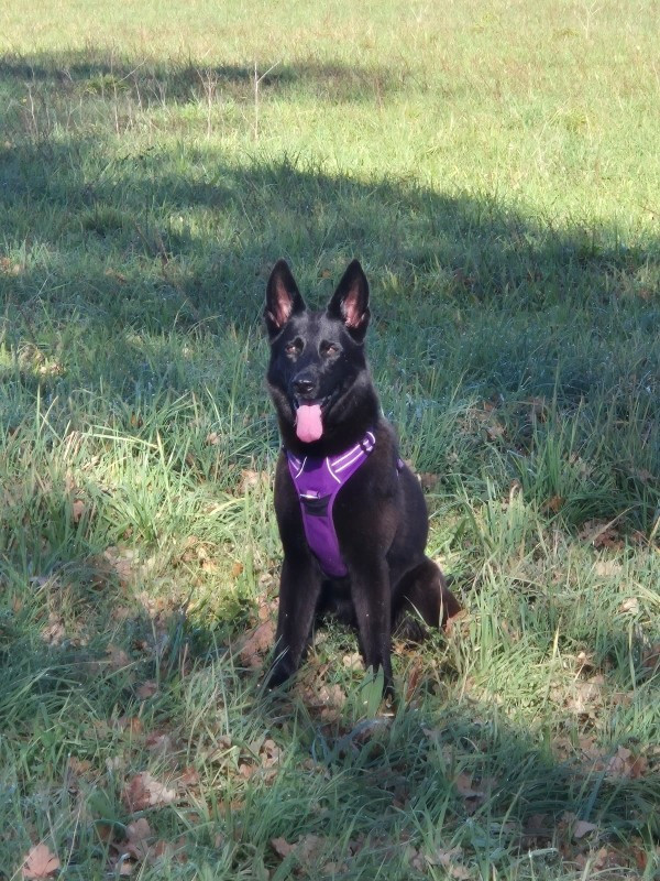 Du domaine saint loup - NESSIE, en pleine forme, le 4 novembre 2025, à 8 ans et demi !