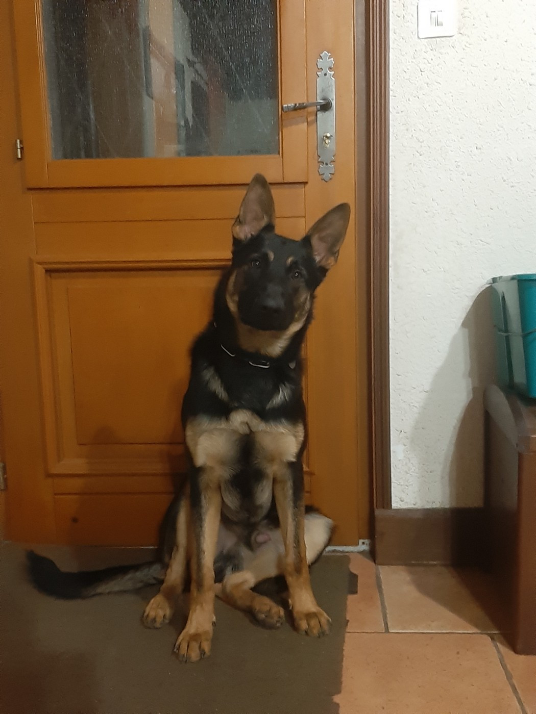 Du domaine saint loup - 9 mois le 1er novembre 2025 pour les chiots de Nikita / Dusty !