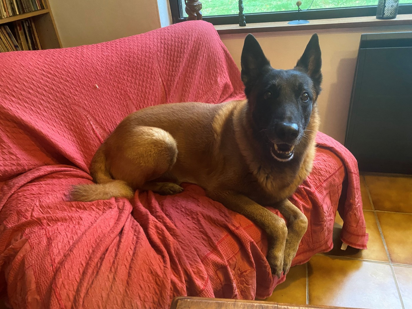 Du domaine saint loup - JANUS, 11 ans, le 5 novembre 2025