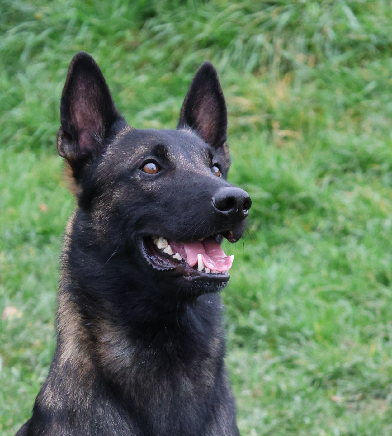 Du domaine saint loup - Saillie PUMA / URTON DU PRINCE ROYAL