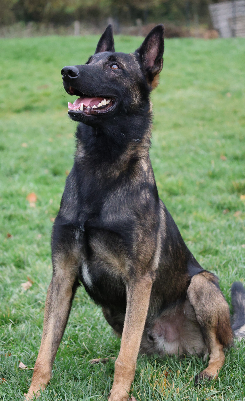 Confirmation de la gestation de PUMA !