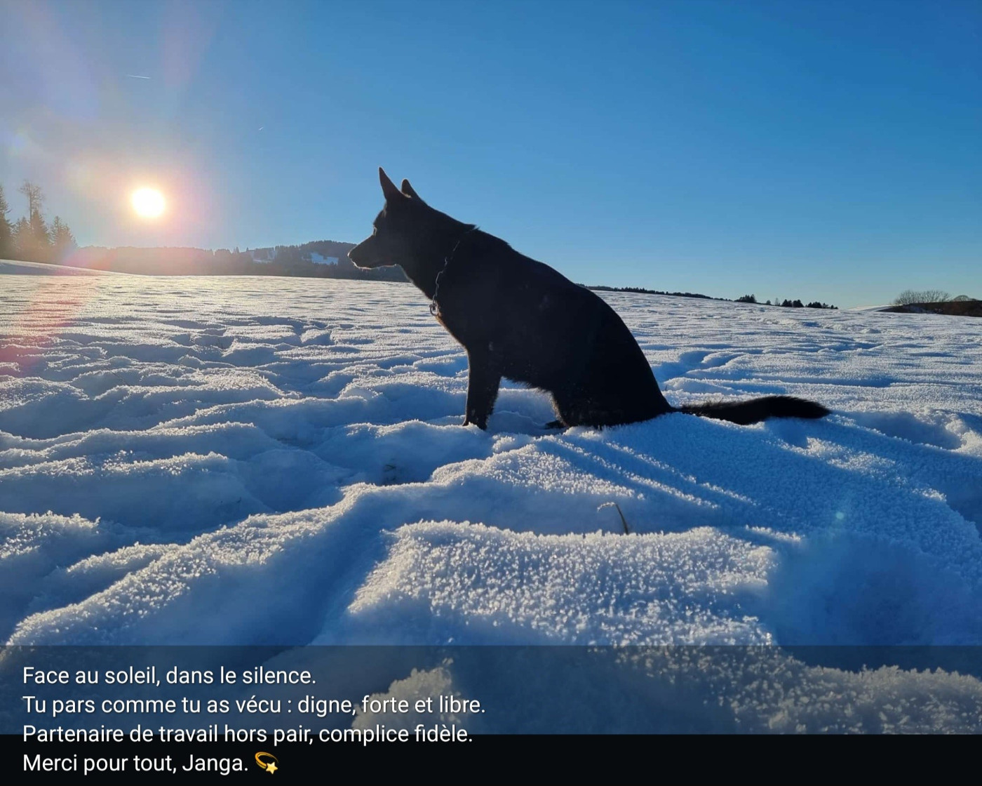 Du domaine saint loup - Hommage à Janga