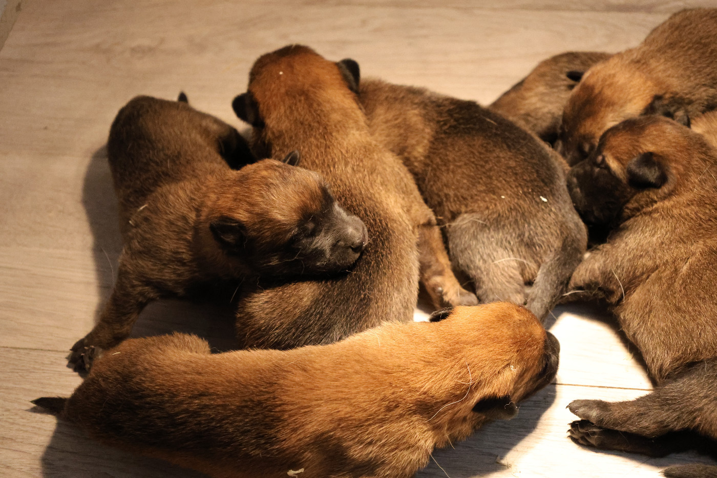 Un peu plus d'une semaine pour les chiots de PUMA !