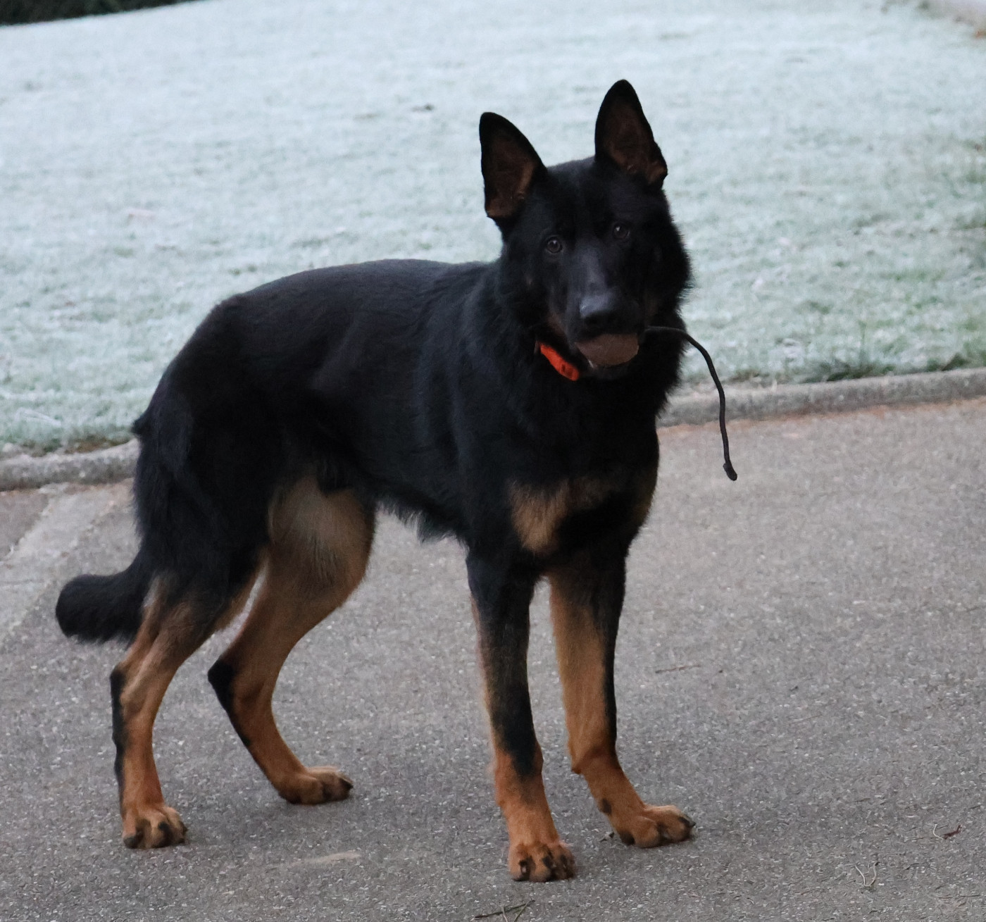 1 an le 1er février 2026 pour les chiots de NIKITA / DUSTY !