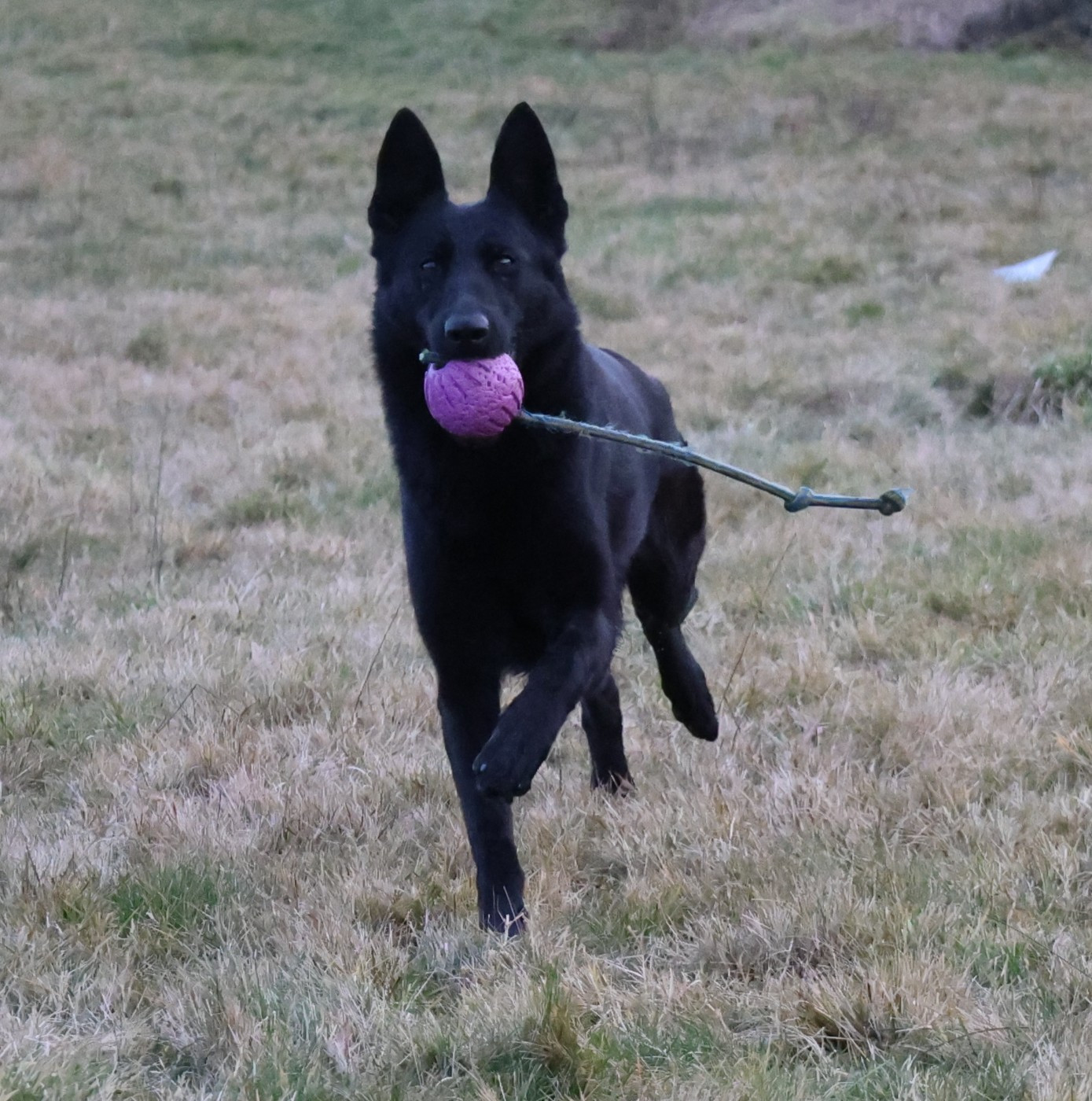 Des petits Berger Allemand en 2026 !