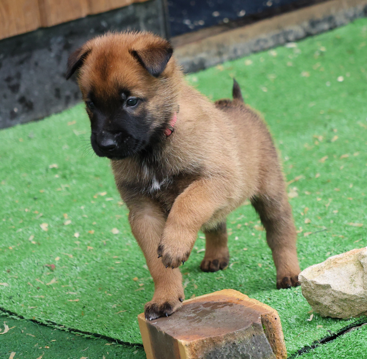Du domaine saint loup - Toutes les photos des chiots PUMA / URTON dans la rubrique GALERIES
