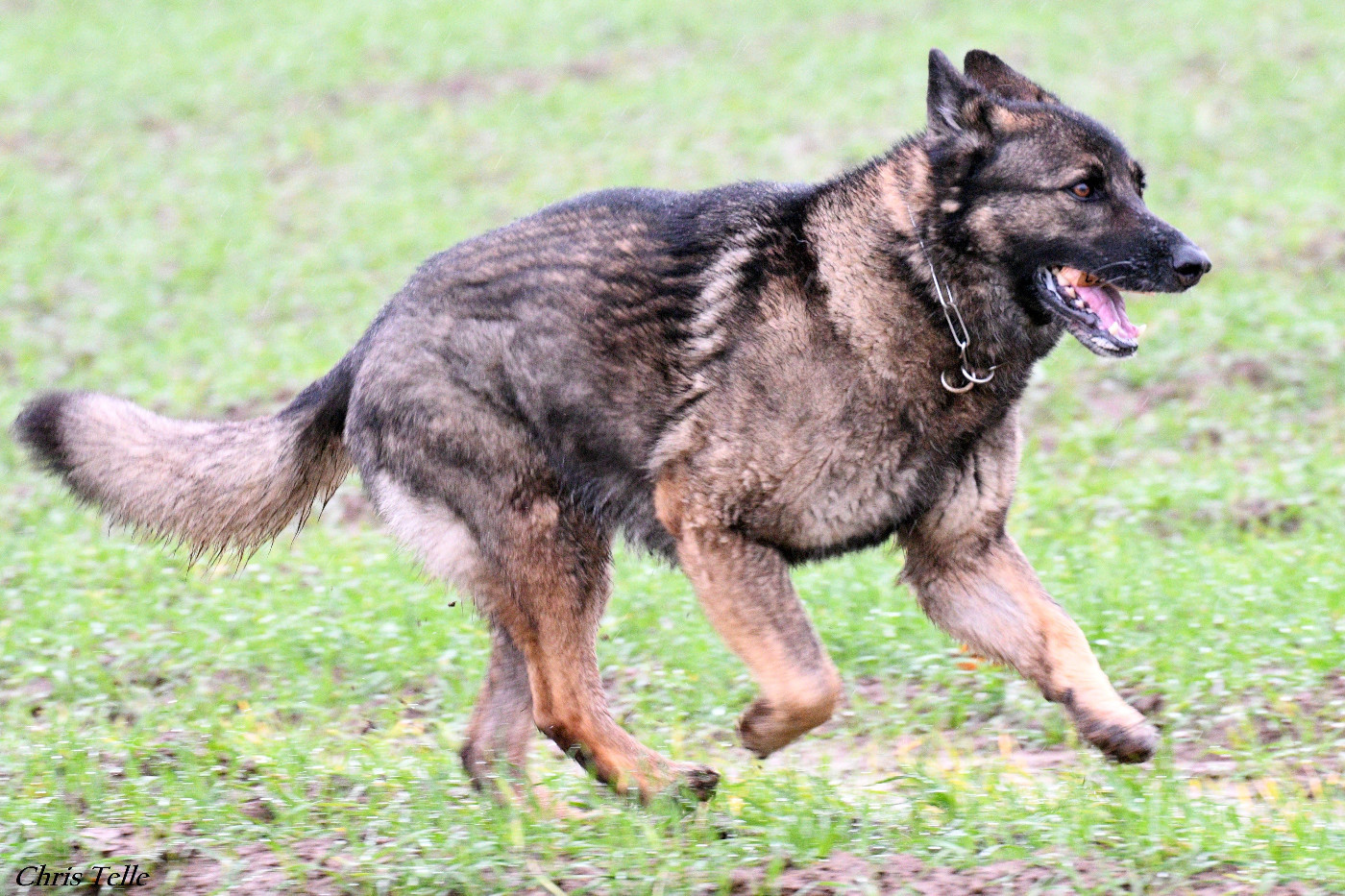 Félicitations à Ladakh et sa maîtresse qui participeront à la Finale Pistage 2026 !