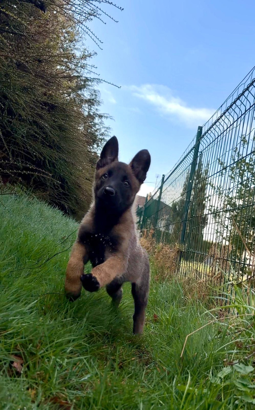 Bonne continuation aux propriétaires des chiots de PUMA / URTON !