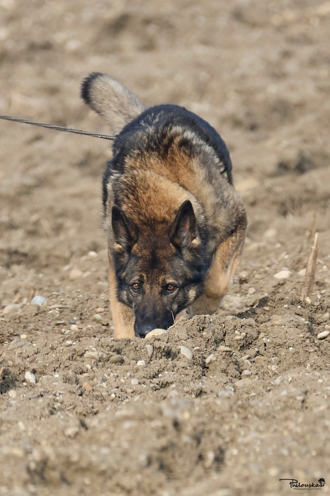 Ladakh et sa maîtresse ont participé à la Finale Pistage à Sélestat les 21 et 22 mars 2026 ! Félicitations pour leur belle prestation dans des conditions pas faciles !