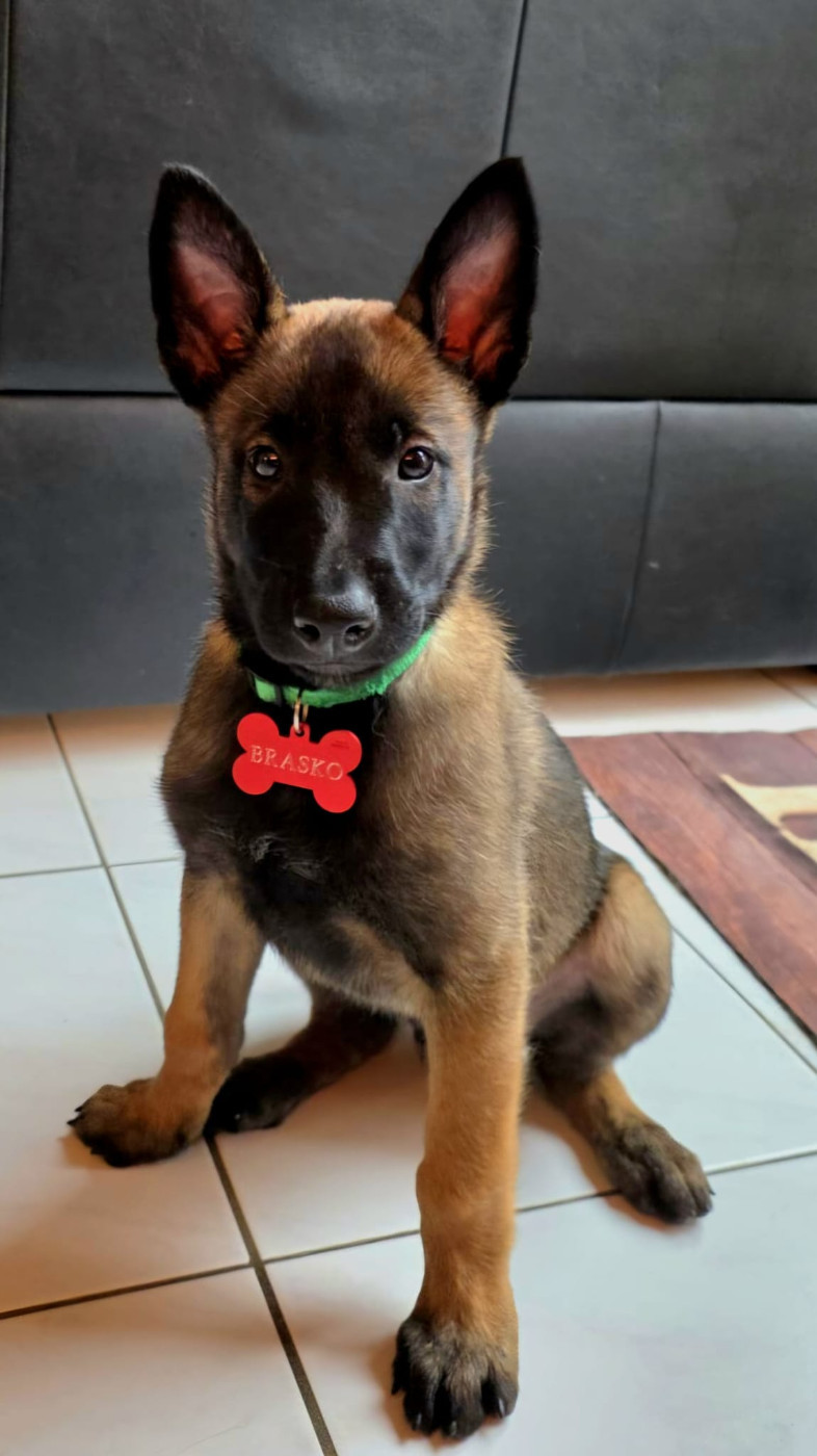 Du domaine saint loup - Un grand merci aux nouveaux propriétaires des chiots nés chez nous pour les belles photos envoyées !