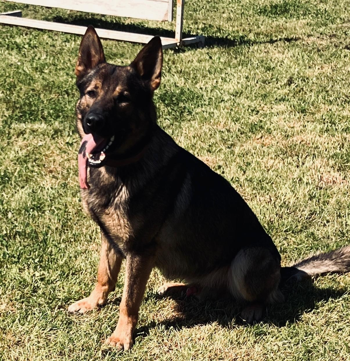 Du domaine saint loup - Bientôt 2 ans pour les chiots SAVANNAH / OWAYNE !
