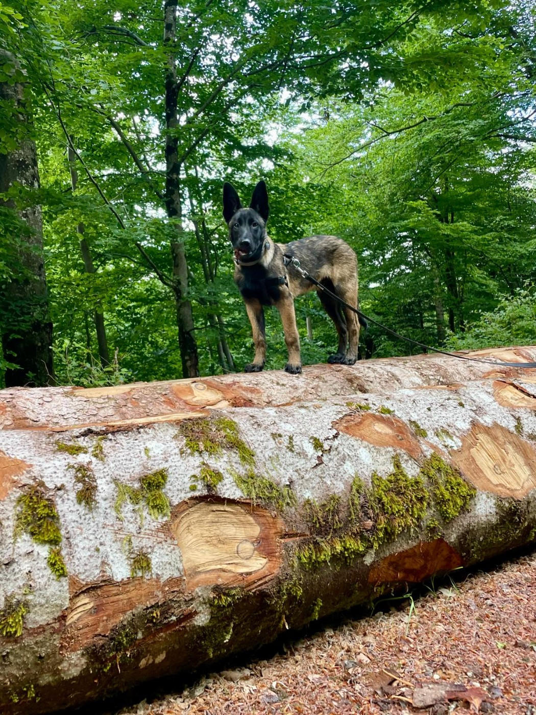Du domaine saint loup - 4 mois le 14 mai 2026 pour les chiots de PUMA / URTON !