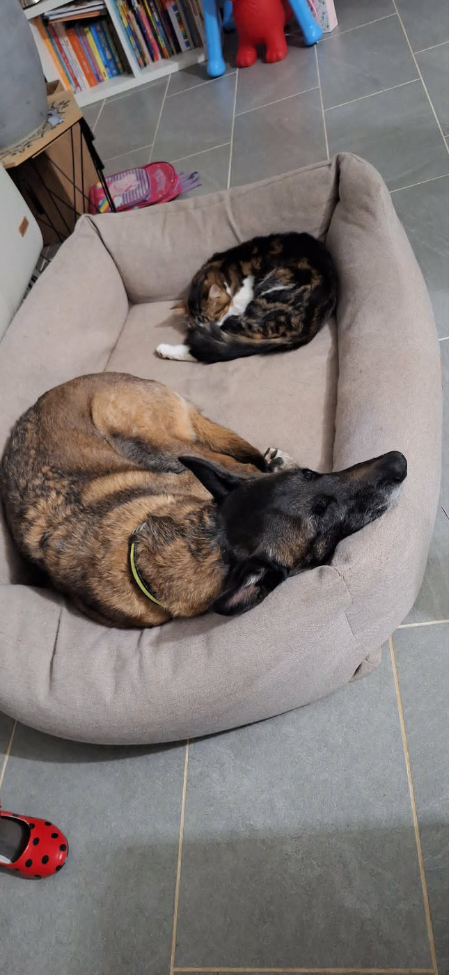 Du domaine saint loup - Toujours très contents de recevoir des nouvelles des chiots nés chez nous !
