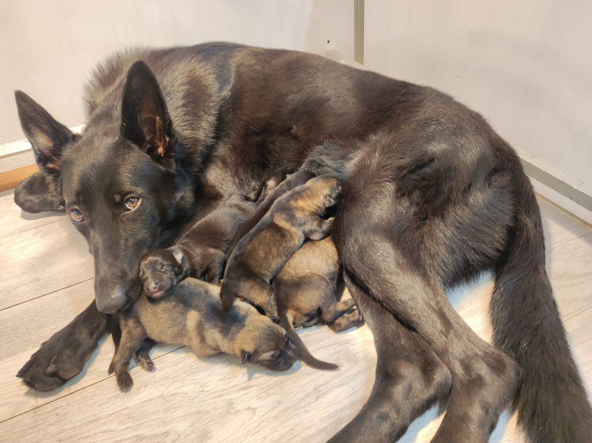Très heureux d'annoncer la naissance des chiots de VICKY / STORM, le 8 octobre 2026