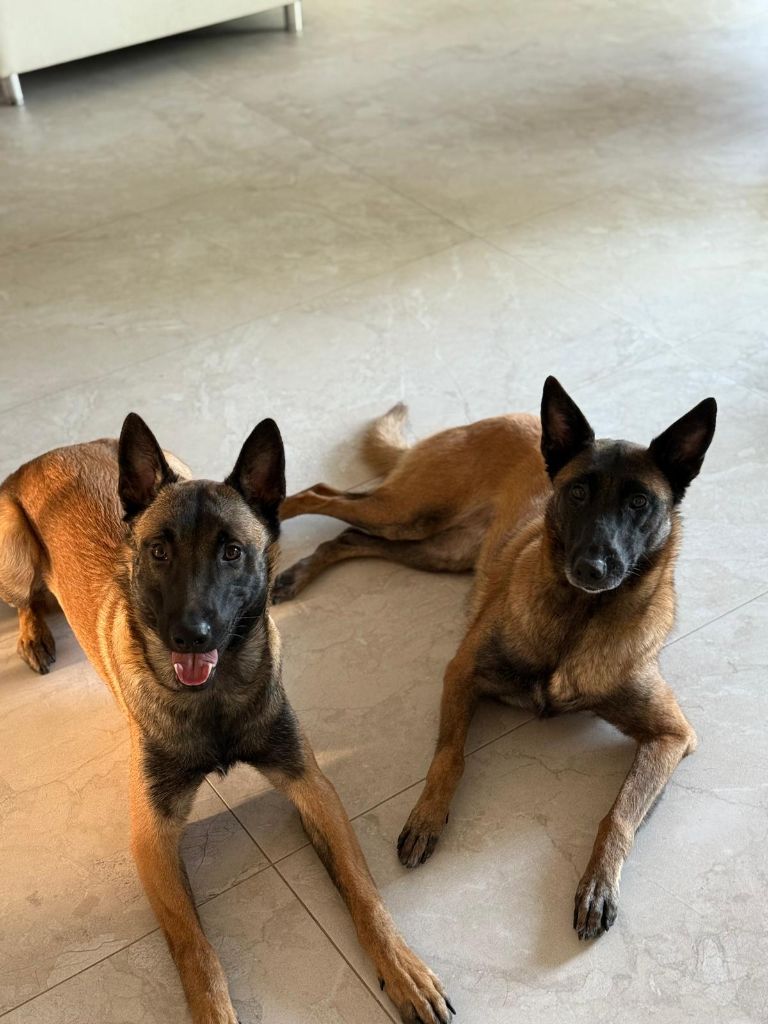 Du domaine saint loup - 9 mois le 19 juillet 2025 pour les chiots de PUMA / NEO !
