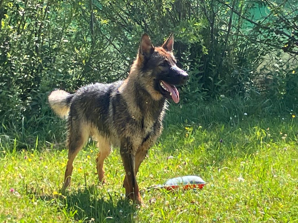 Du domaine saint loup - VIKING, 28 juin 2025, jeune chien de la portée SAVANNAH/OWAYNE !