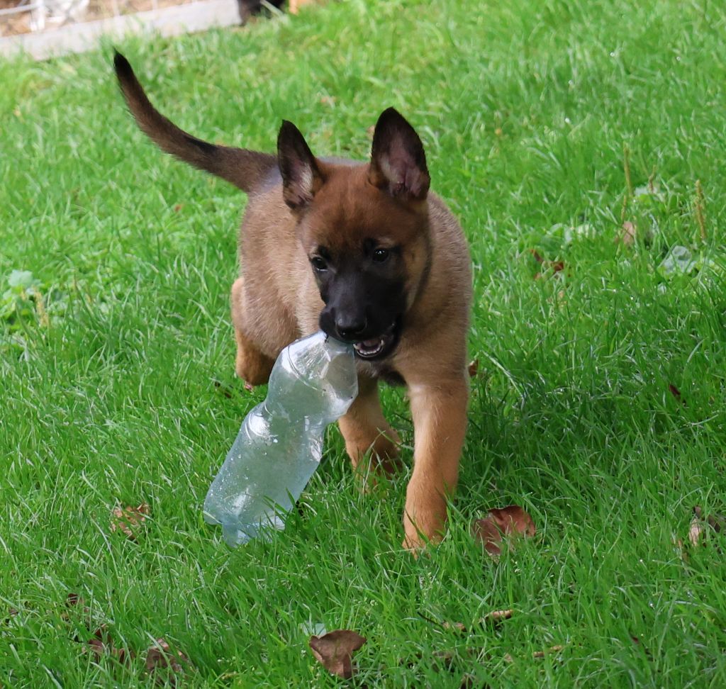 7 semaines le 31 août pour les chiots d'UTAH / NEO !