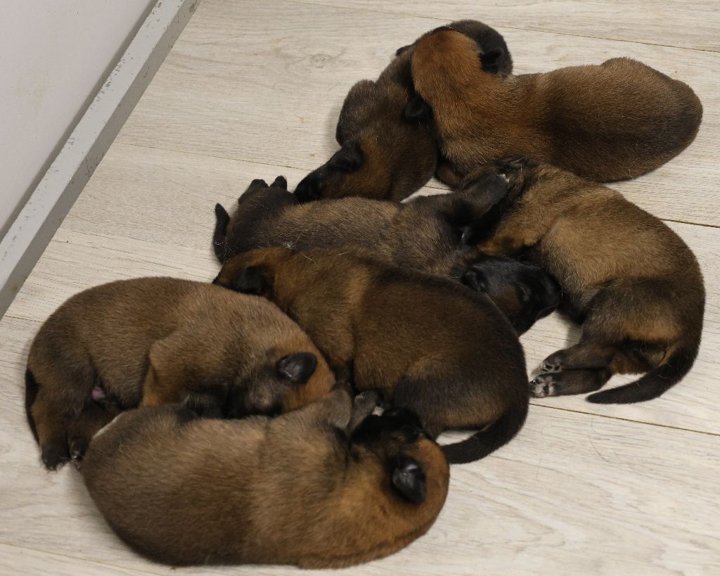 Du domaine saint loup - 1 semaine le 20 juillet pour les chiots d'UTAH / NEO !