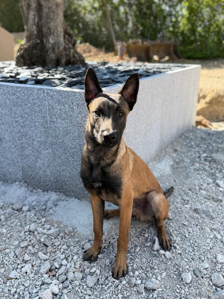 7 mois le 19 mai 2025 pour les chiots de PUMA / NEO !