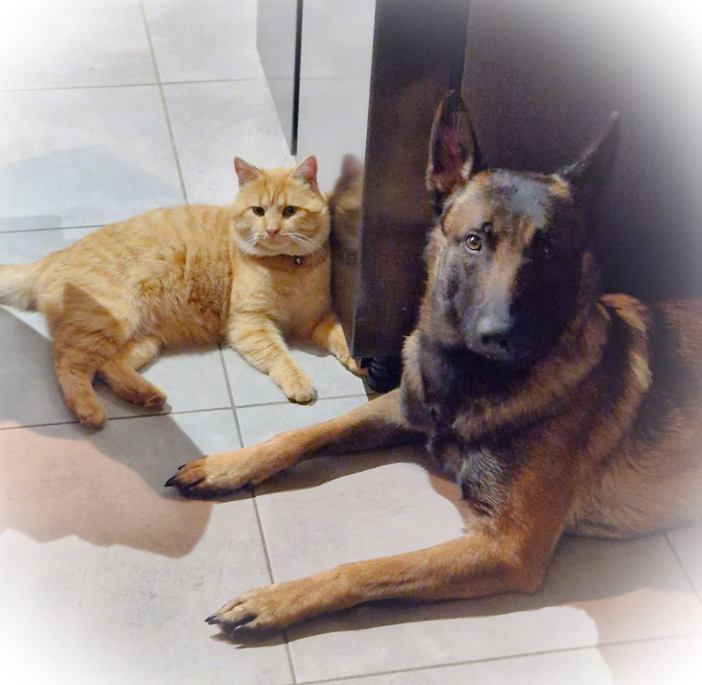 Du domaine saint loup - La bonne entente entre chien et chat !