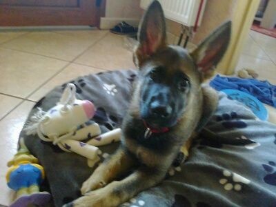 DEVENIR DES CHIOTS GANJA / BALKO NES LE 28 JUIN 2015