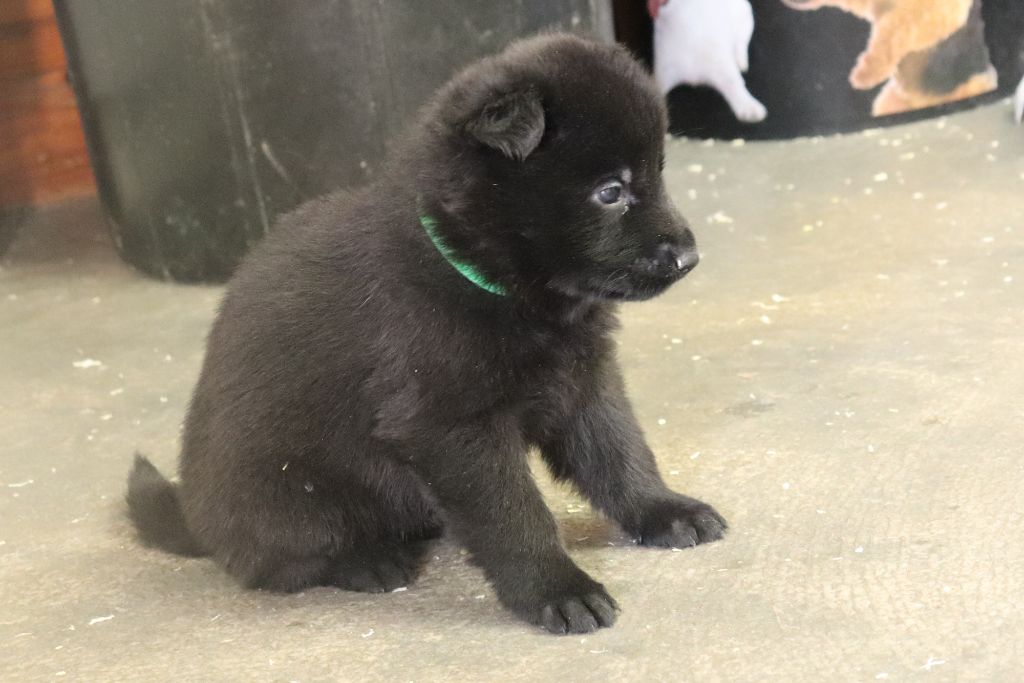 LES CHIOTS DE OTTAWA / IVAN NES LE 16 JANVIER 2021