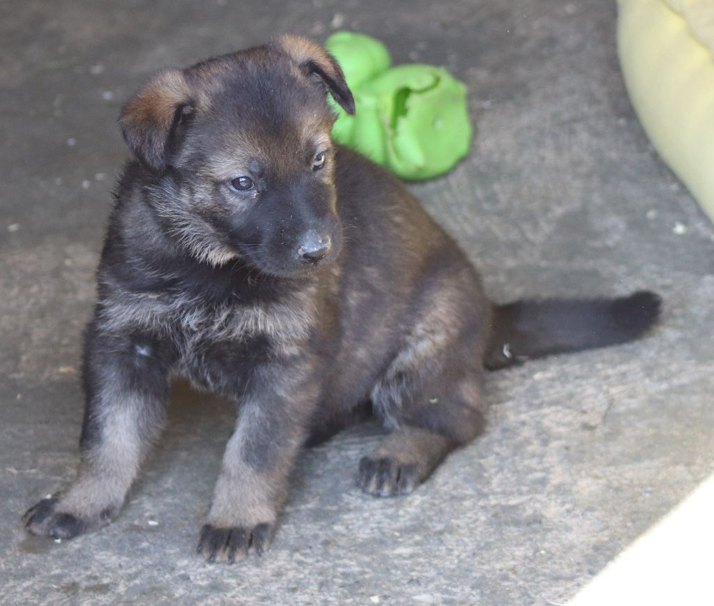 LES CHIOTS DE LEA / MEIKO NES LE 18 MARS 2021