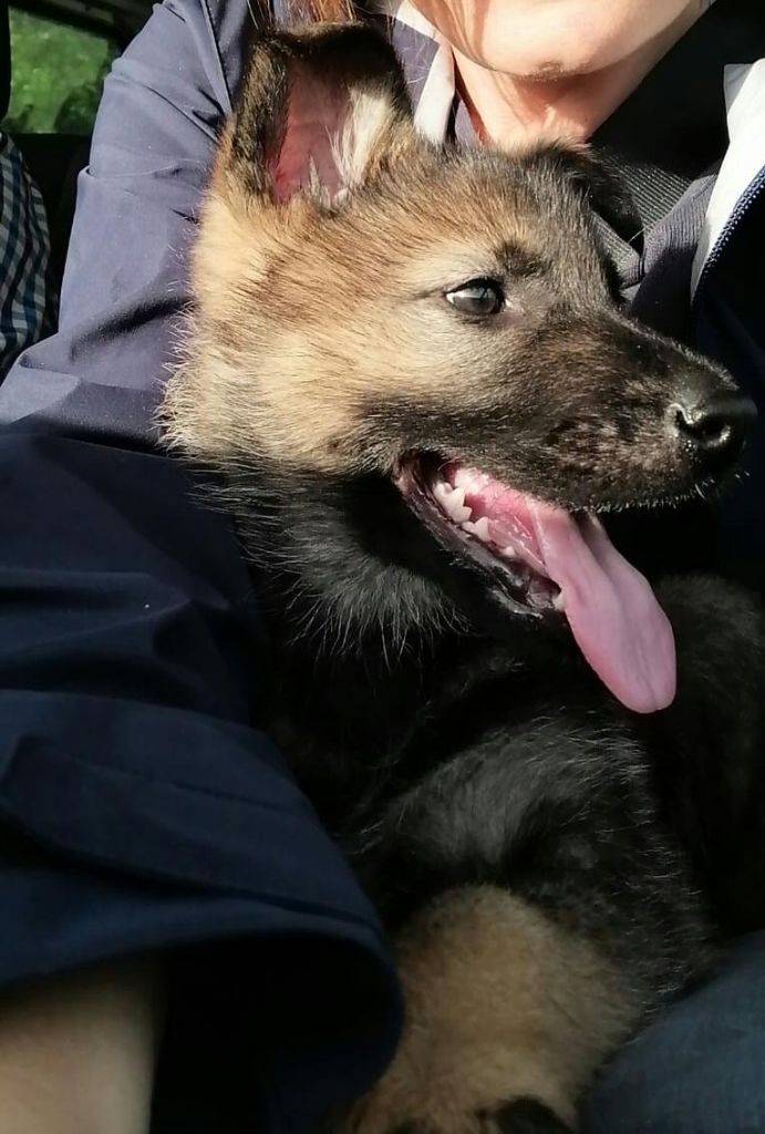 DEVENIR DES CHIOTS HULANE / JAVIR NES LE 16 MARS 2020