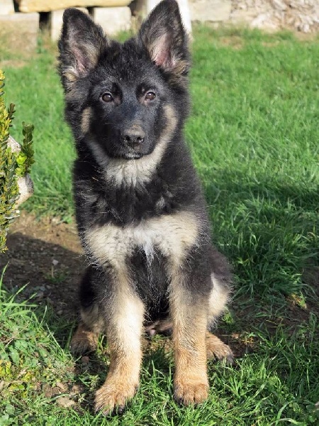 DEVENIR DES CHIOTS INDY / HUGO NES LE 5 SEPTEMBRE 2015
