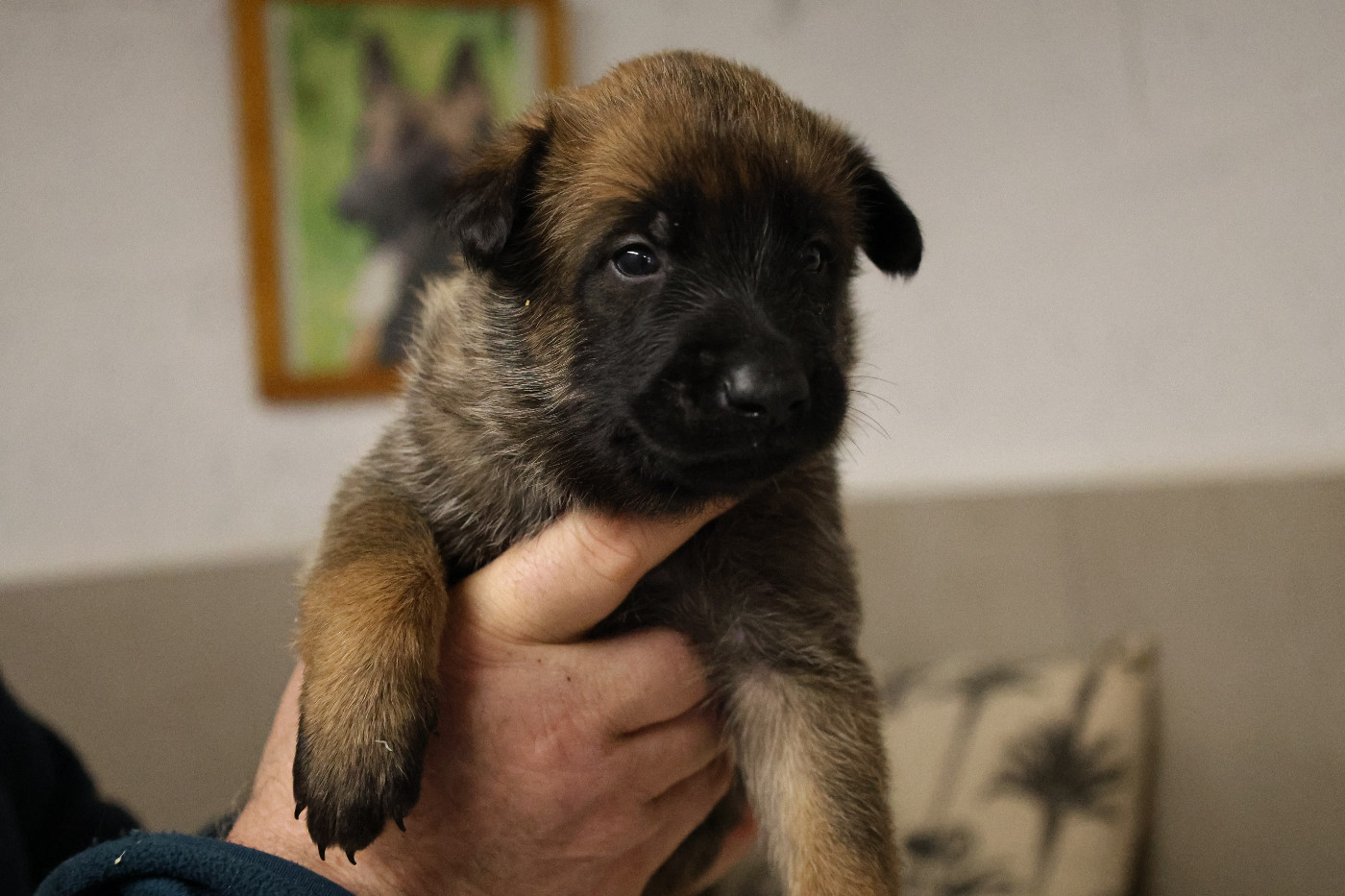 LES CHIOTS DE PUMA / URTON NES LE 14 JANVIER 2026