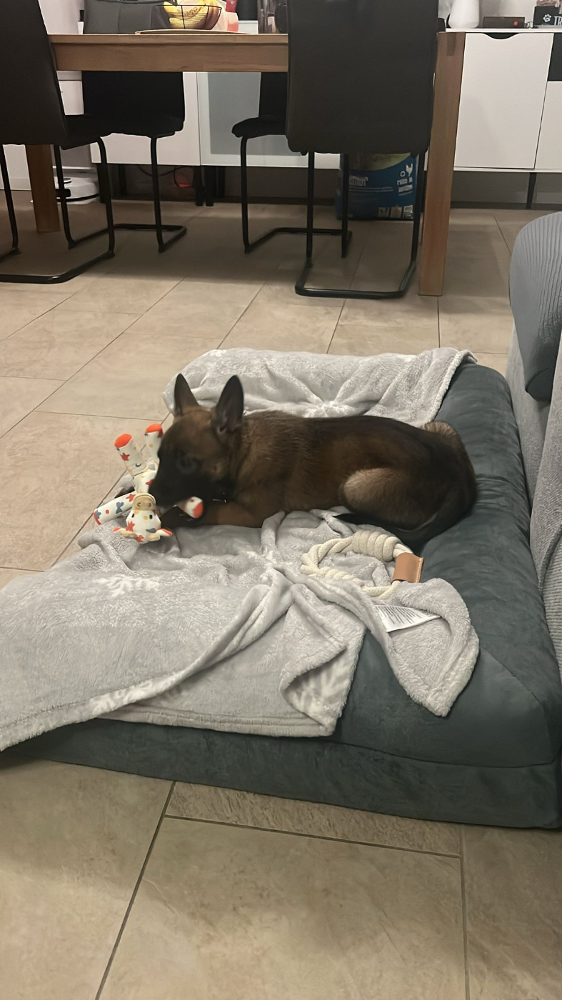 DEVENIR DES CHIOTS PUMA / URTON NES LE 14 JANVIER 2026