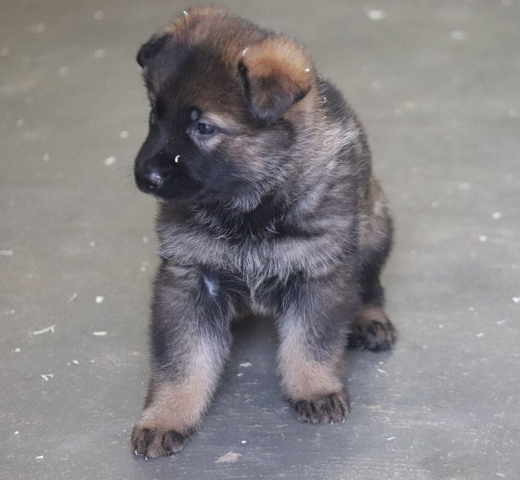 LES CHIOTS DE NIKITA/HAVANE, NES LE 22 AOUT 2020
