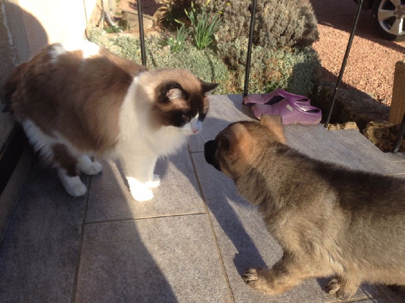 DEVENIR DES CHIOTS FAYA / ATON NES LE 10 DECEMBRE 2015