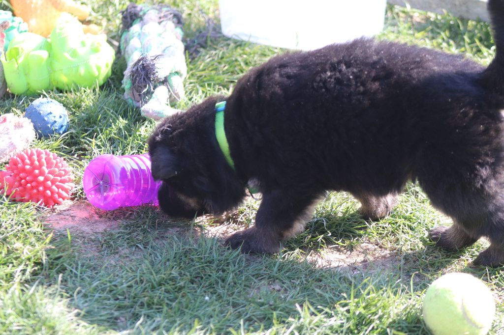 LES CHIOTS D'INDY NES LE 4 MARS 2020
