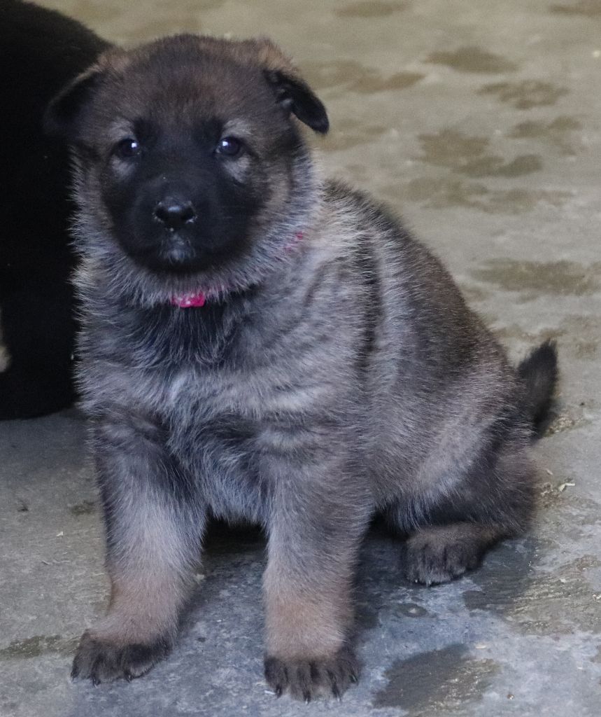 LES CHIOTS DE NIKITA / HAVANE NES LE 21 OCTOBRE 2019