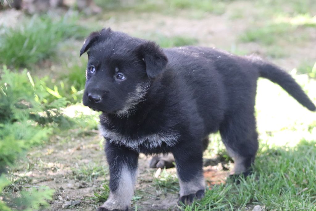 Les chiots de LEA / JAVIR nés le 25 avril 2019