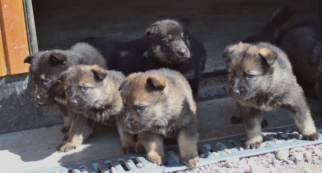 LES CHIOTS D'HULANE NES LE 16 MARS 2020