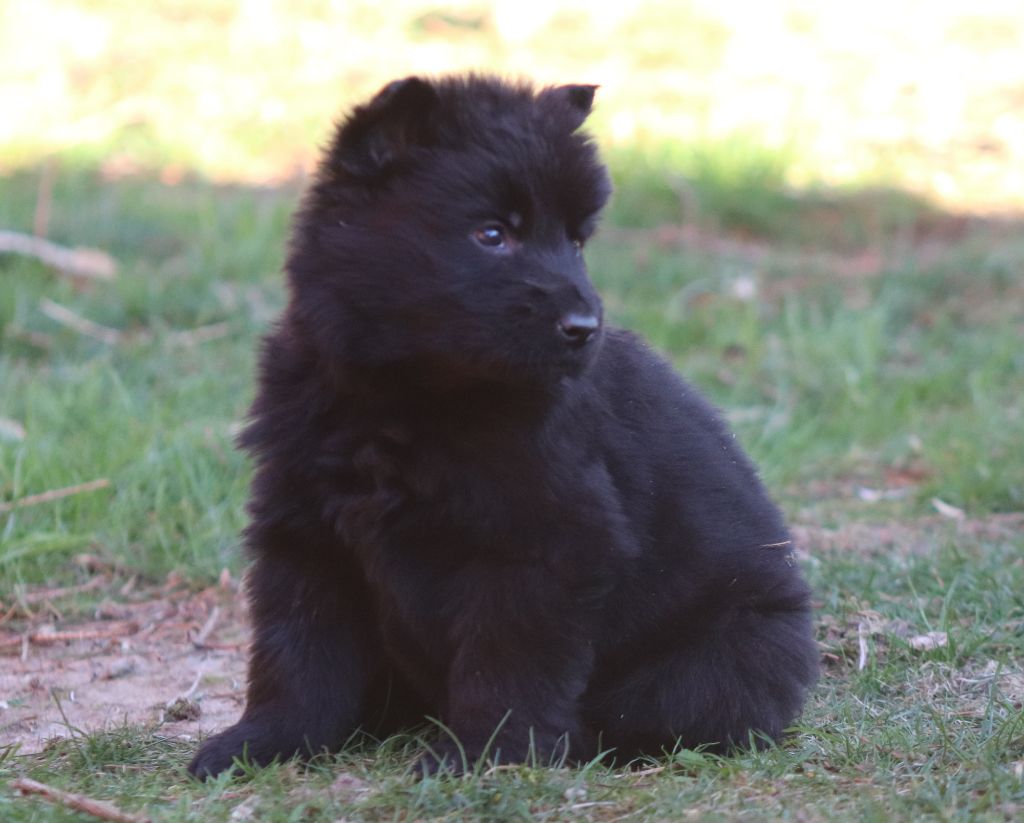 LES CHIOTS D'INDY / HUGO NES LE 19 FEVRIER 2019