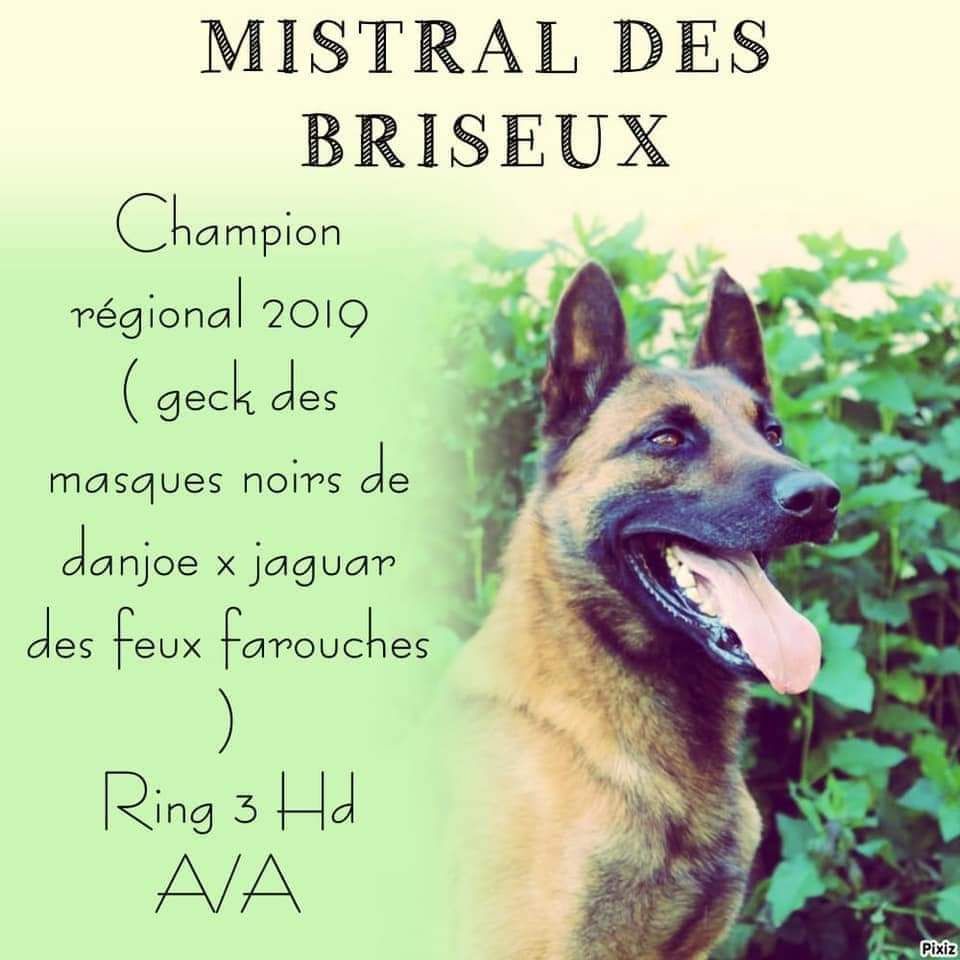 MISTRAL DES BRISEUX