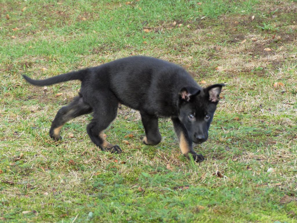 DEVENIR DES CHIOTS FAYA / JAVIR NES LE 10 OCTOBRE 2018