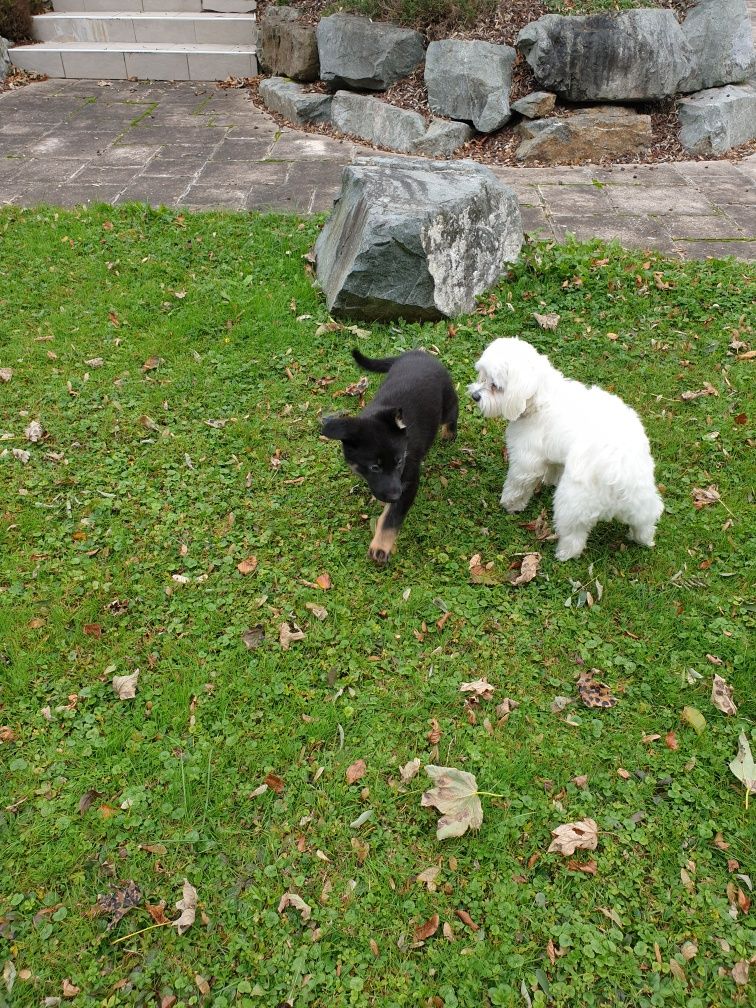 DEVENIR DES CHIOTS NIKITA / HAVANE NES LE 22 AOUT 2020