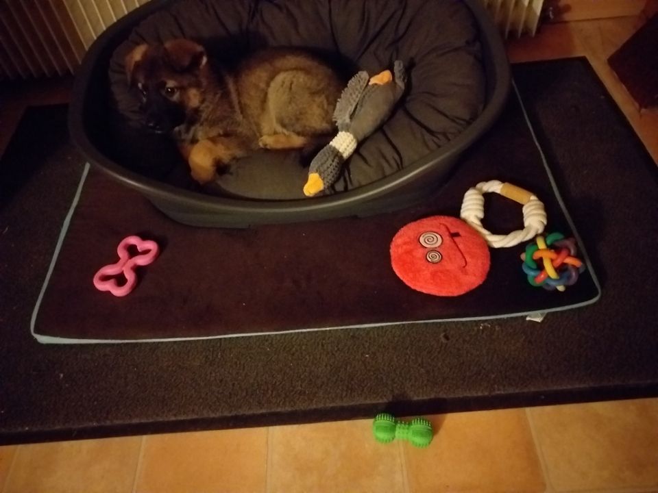 DEVENIR DES CHIOTS NIKITA / HAVANE NES LE 21 OCTOBRE 2019